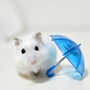 ほわほわのほわ