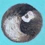chubby ferret かな