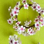 Sakura Itose