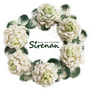 Sirenan